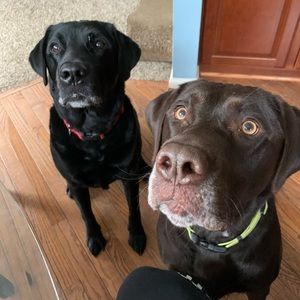 Meet your Posher, Riley